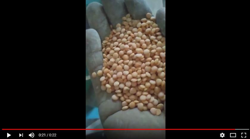 Установка линии очистки от чечевицы 1 тонна / час в Малайзии