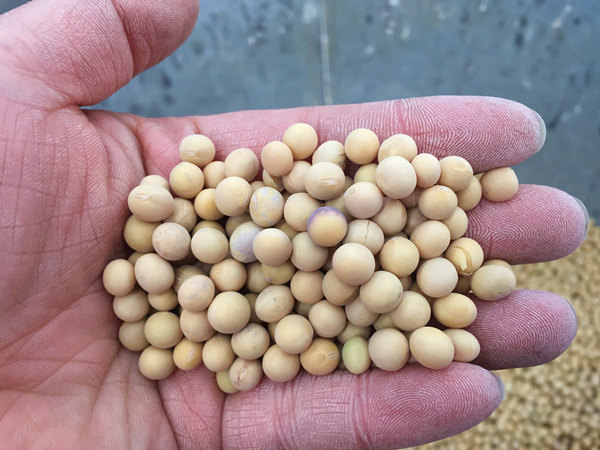 Завод по очистке бобовых