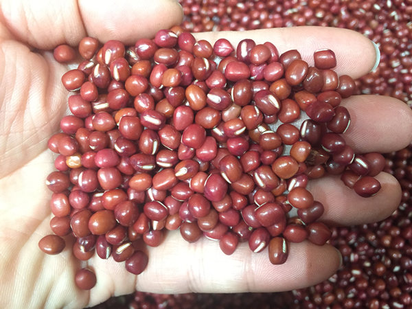 Завод по очистке бобовых