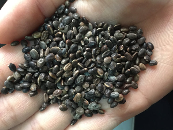 Завершена линия очистки семян 5T / H