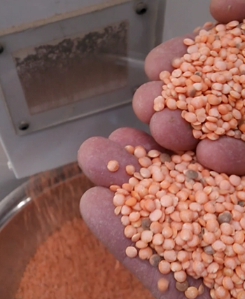 Наша линия по переработке чечевицы 120 т / день будет построена в Канаде