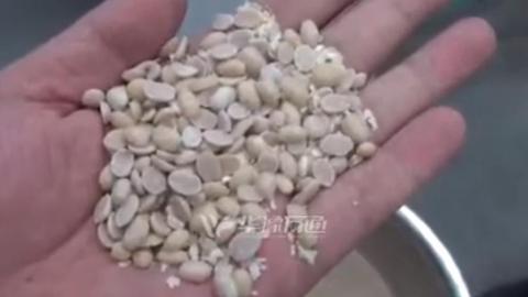 Машина для пилинга кожуры белой фасоли