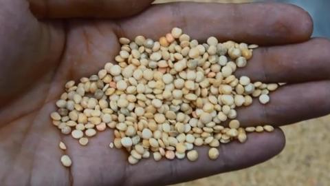 Машина для очистки и колки красной чечевицы, футбольный тип для колки чечевицы