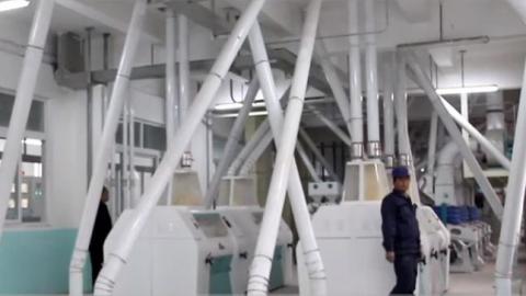 Проект по переработке крупной кукурузной крупы и муки 300 т / день