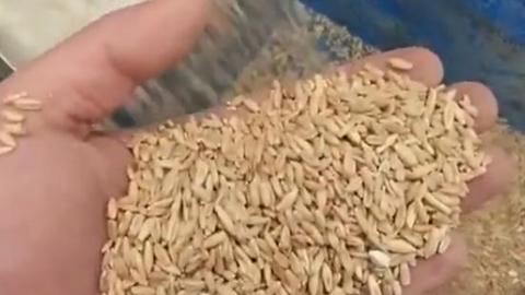 Центробежная машина для шелушения овса Машина для шелушения овса Dehuller