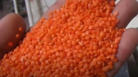 Линия по переработке чечевицы